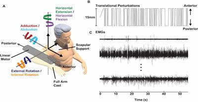Translations of the Humeral Head Elicit Reflexes in Rotator Cuff Muscles That Are Larger Than Those in the Primary Shoulder Movers